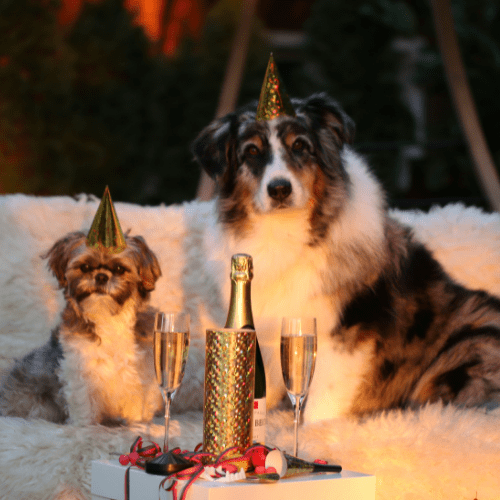 Two dogs with party hat and wine