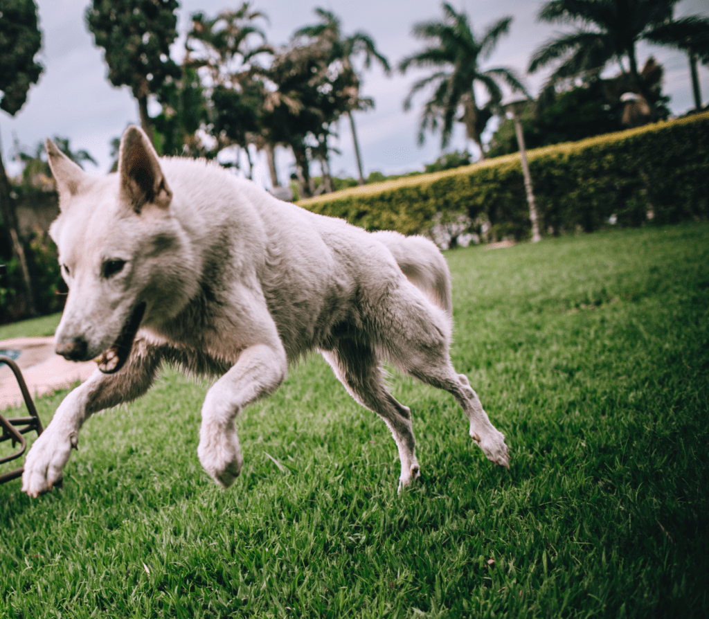 White adult dog jumps on a grassy lawn with palms in the background