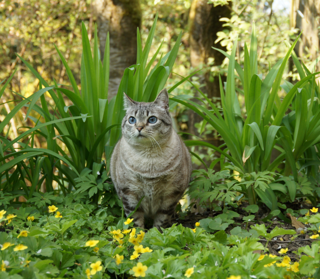 Gray tabby cat on a grassy field
