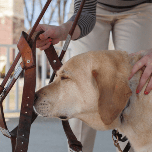 Brown adult dog sniffing on a brown leash