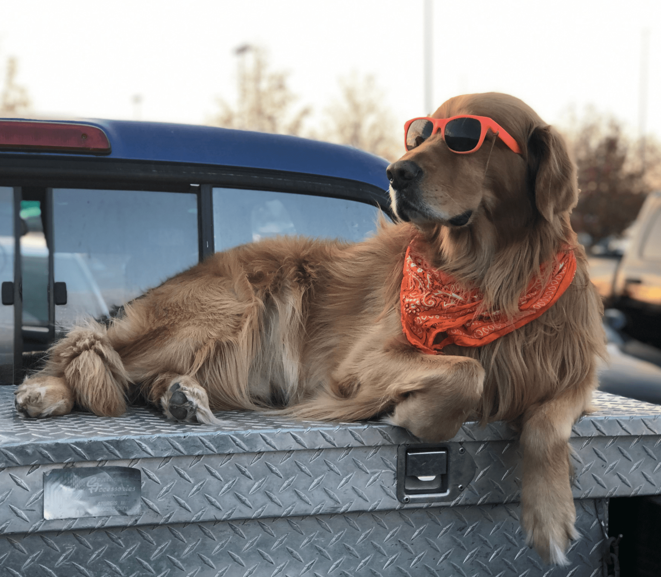 Brown hairy adult dog with red bandanas and red sunglasses