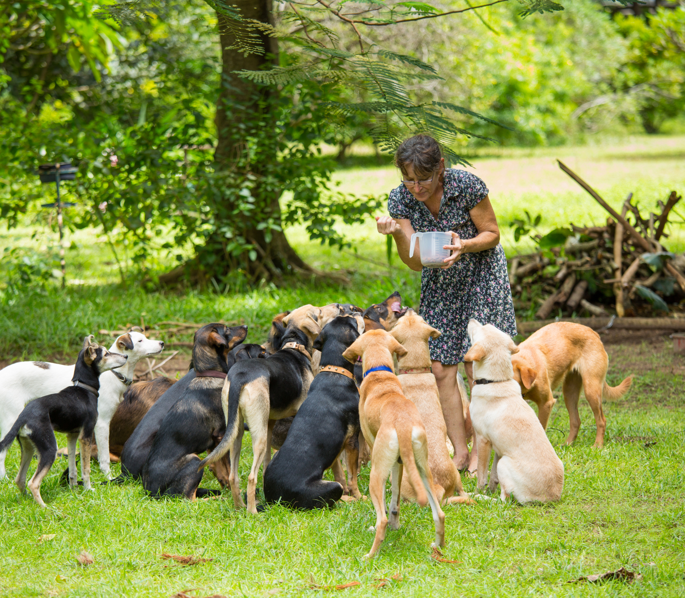 Group of rescue dogs eating around an older lady