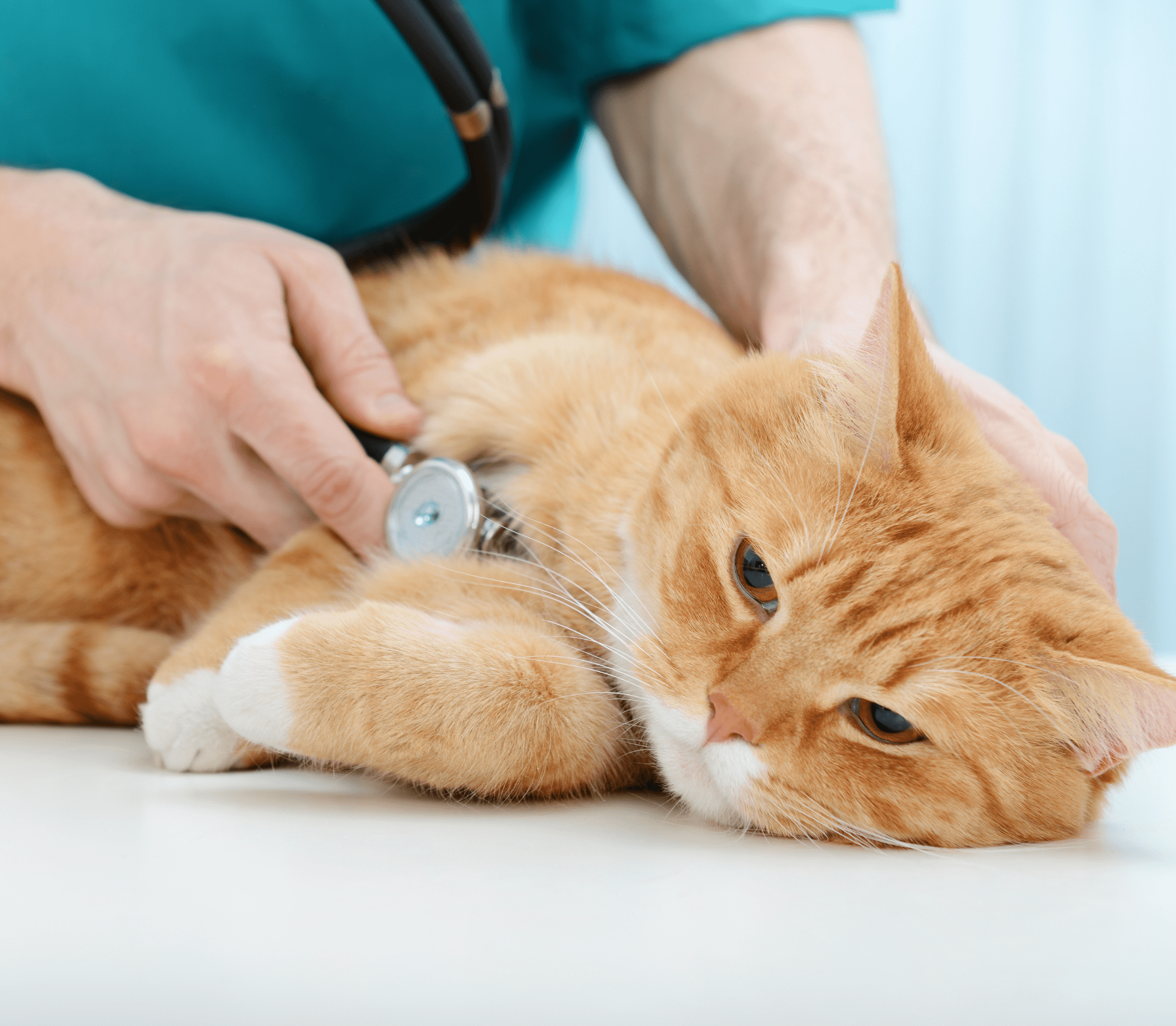 Ginger cat having a check-up