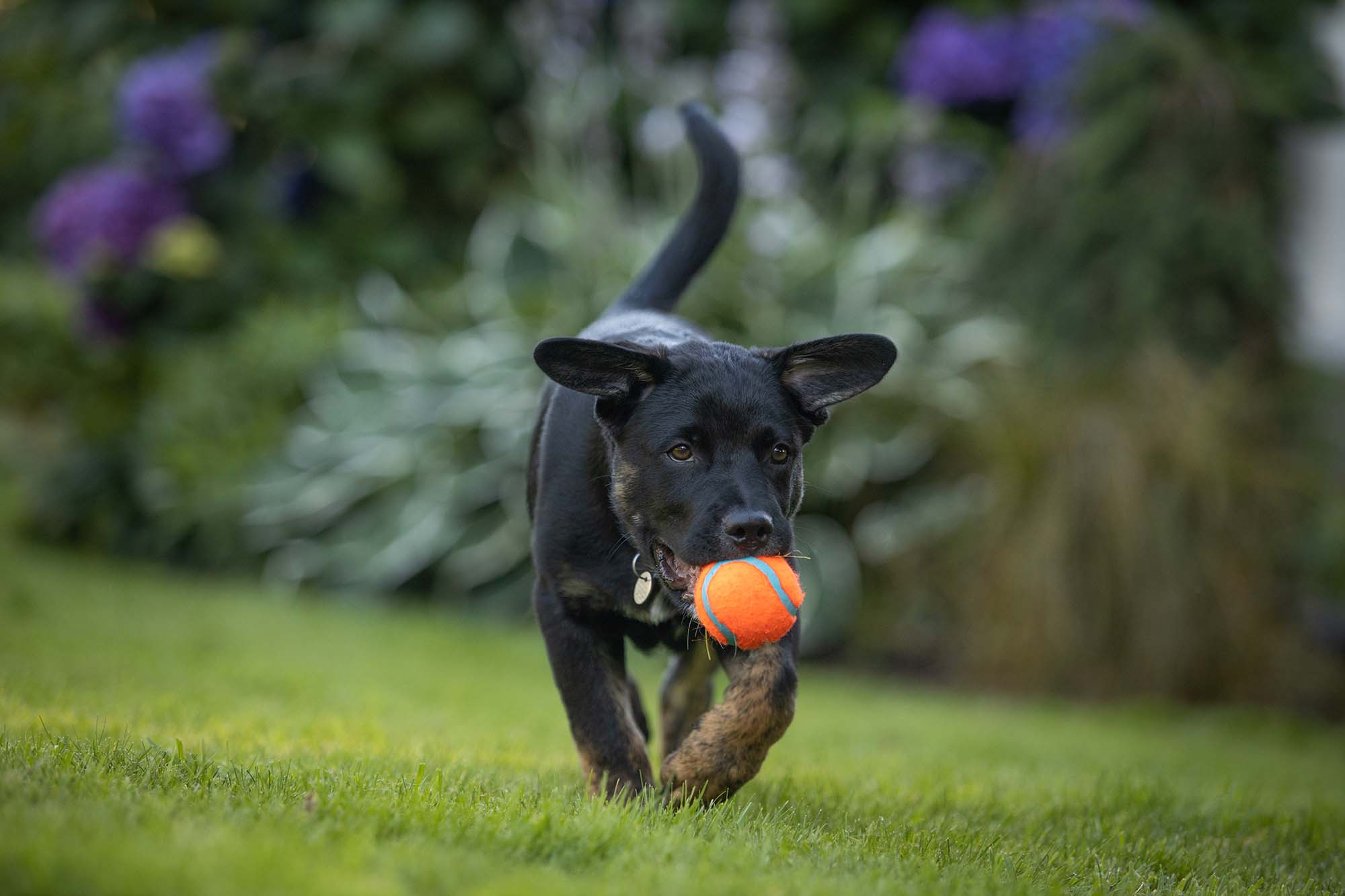 black dog running with ball