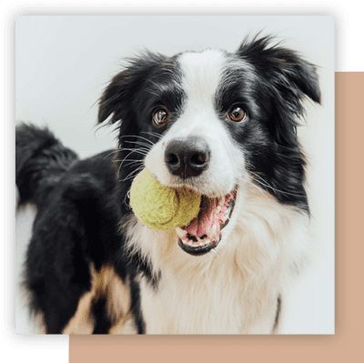 Vet Clinic in Fairfield & Cypress, TX | Animal Clinic