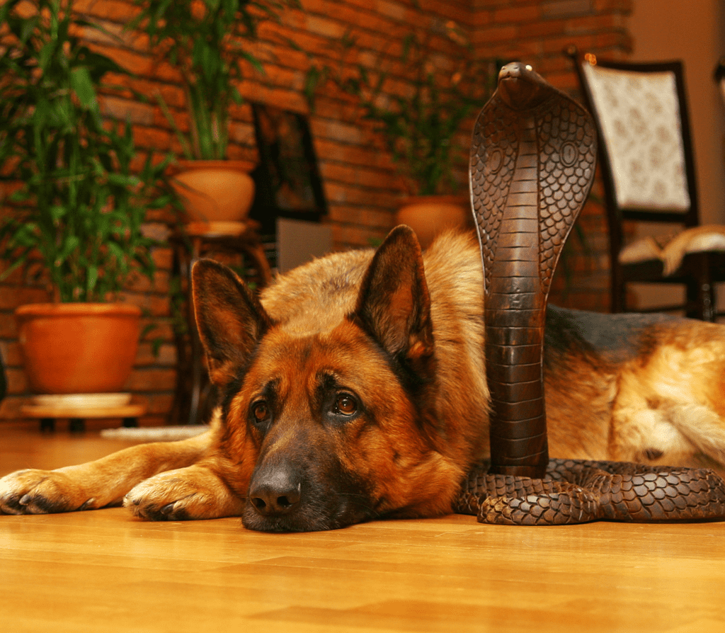 BRown German shepherd with a cobra on his side