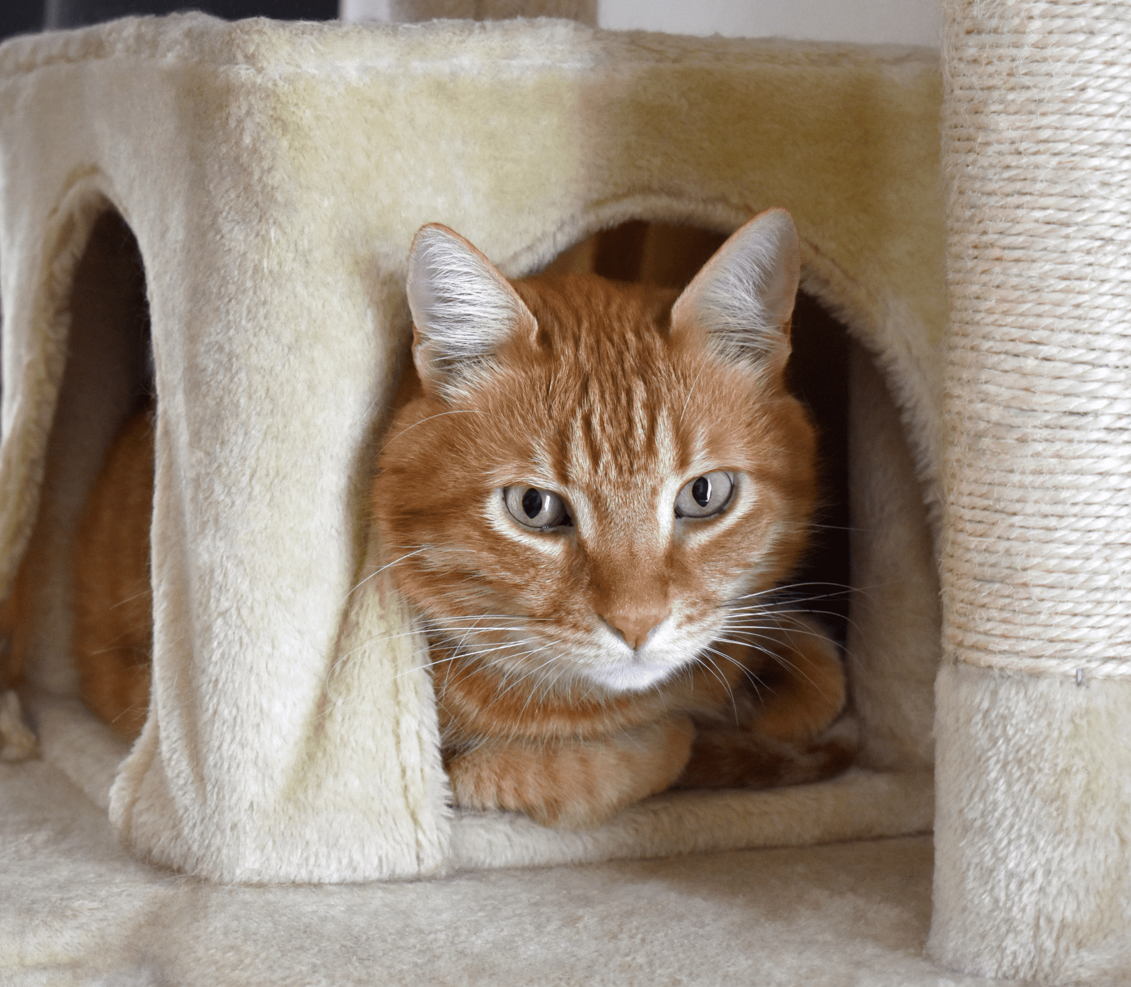 Brown cat under a cat tower