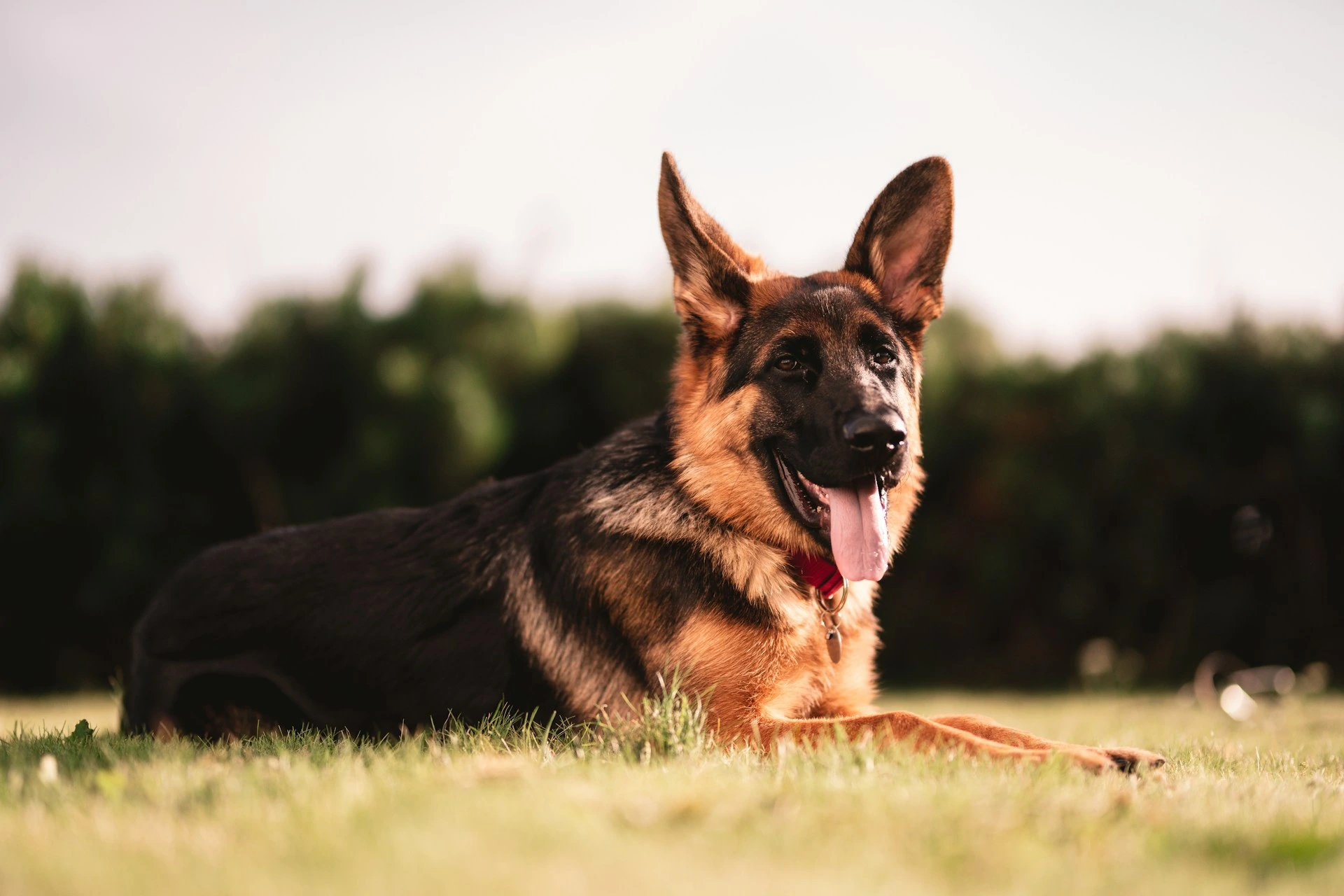A German Shepherd puppy lies down on a green lawn.
