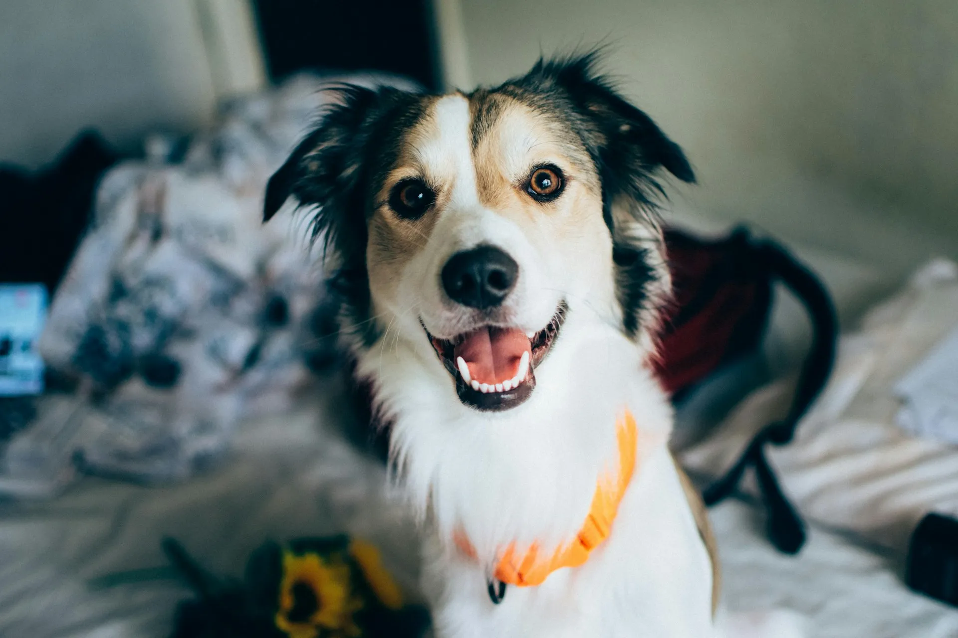 A dog with tricolor smiles with an open mouth, wearing a bright orange collar against a blurred background.