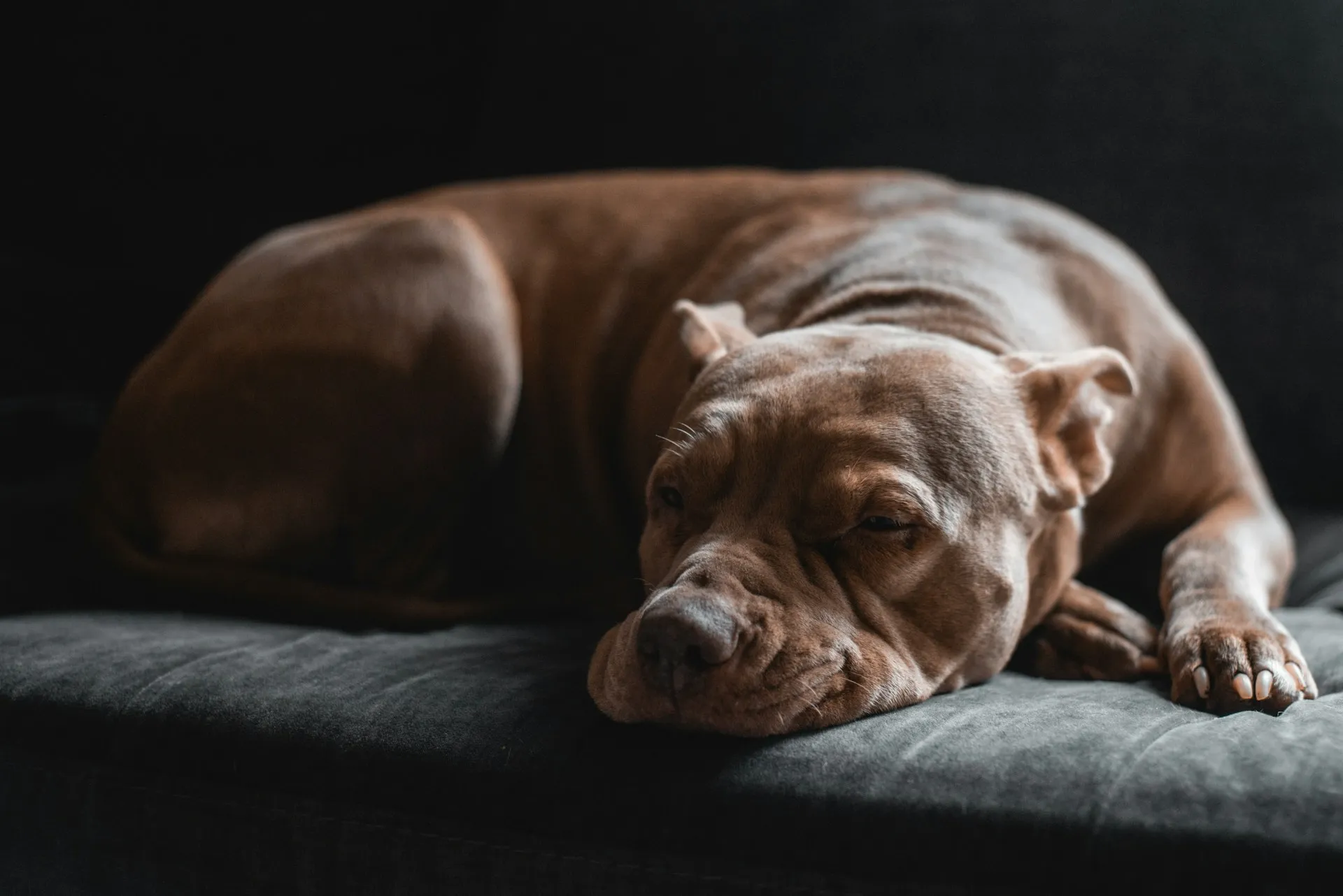 A brown pit bull type dog rests its head on a sofa.