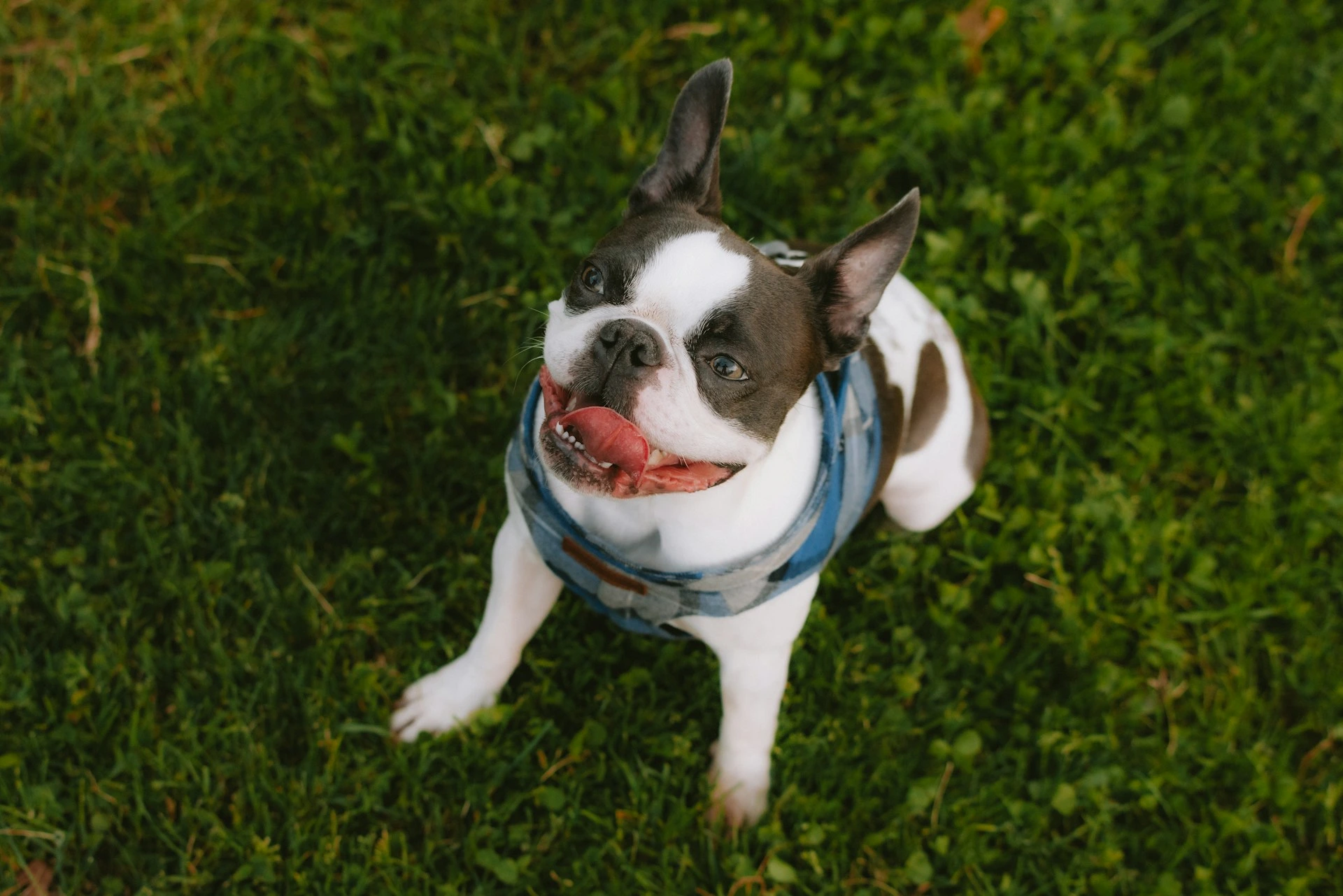 A Boston Terrier sitting on a green lawn.
