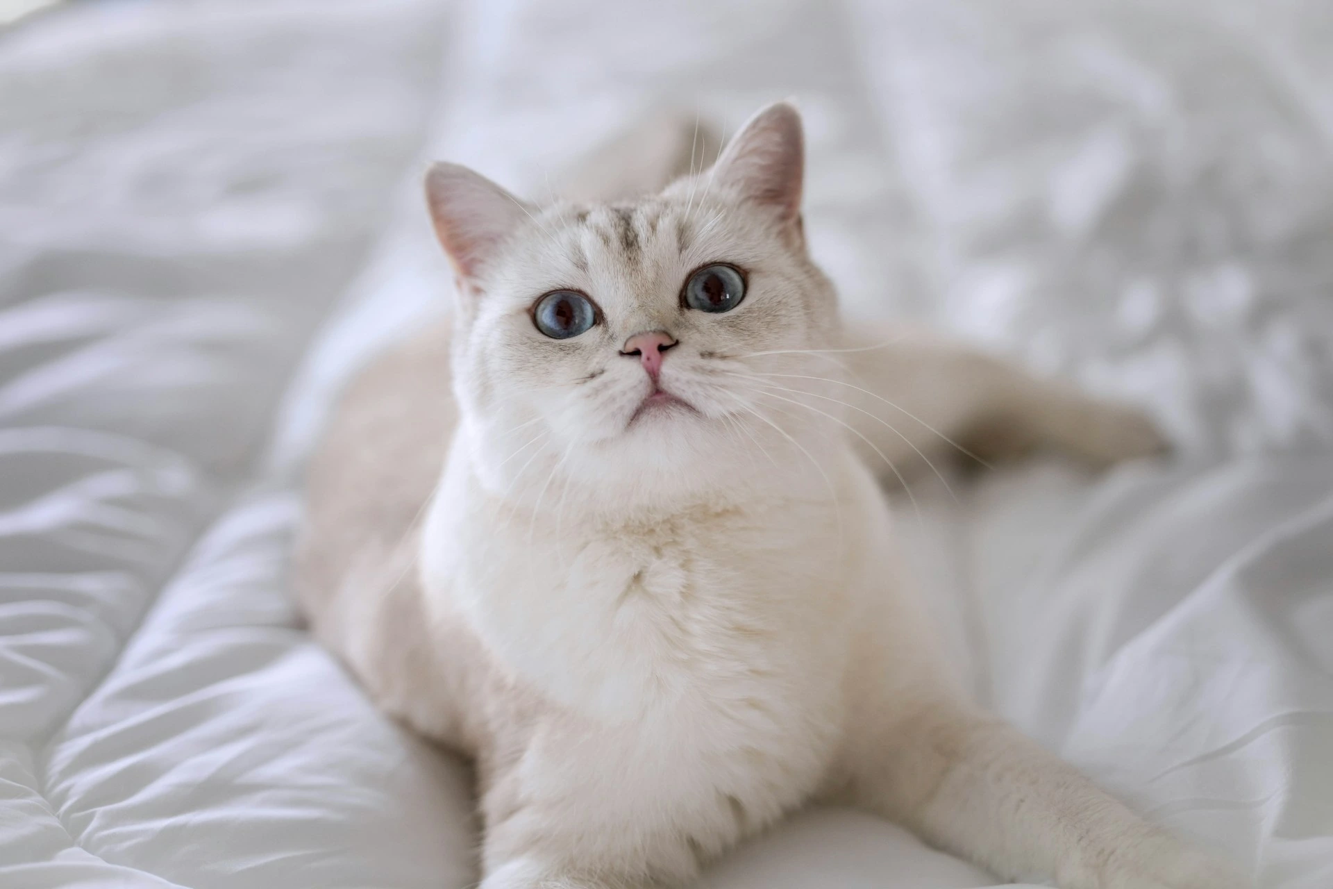 A cat lies on a white bed, looking upward with a curious expression.