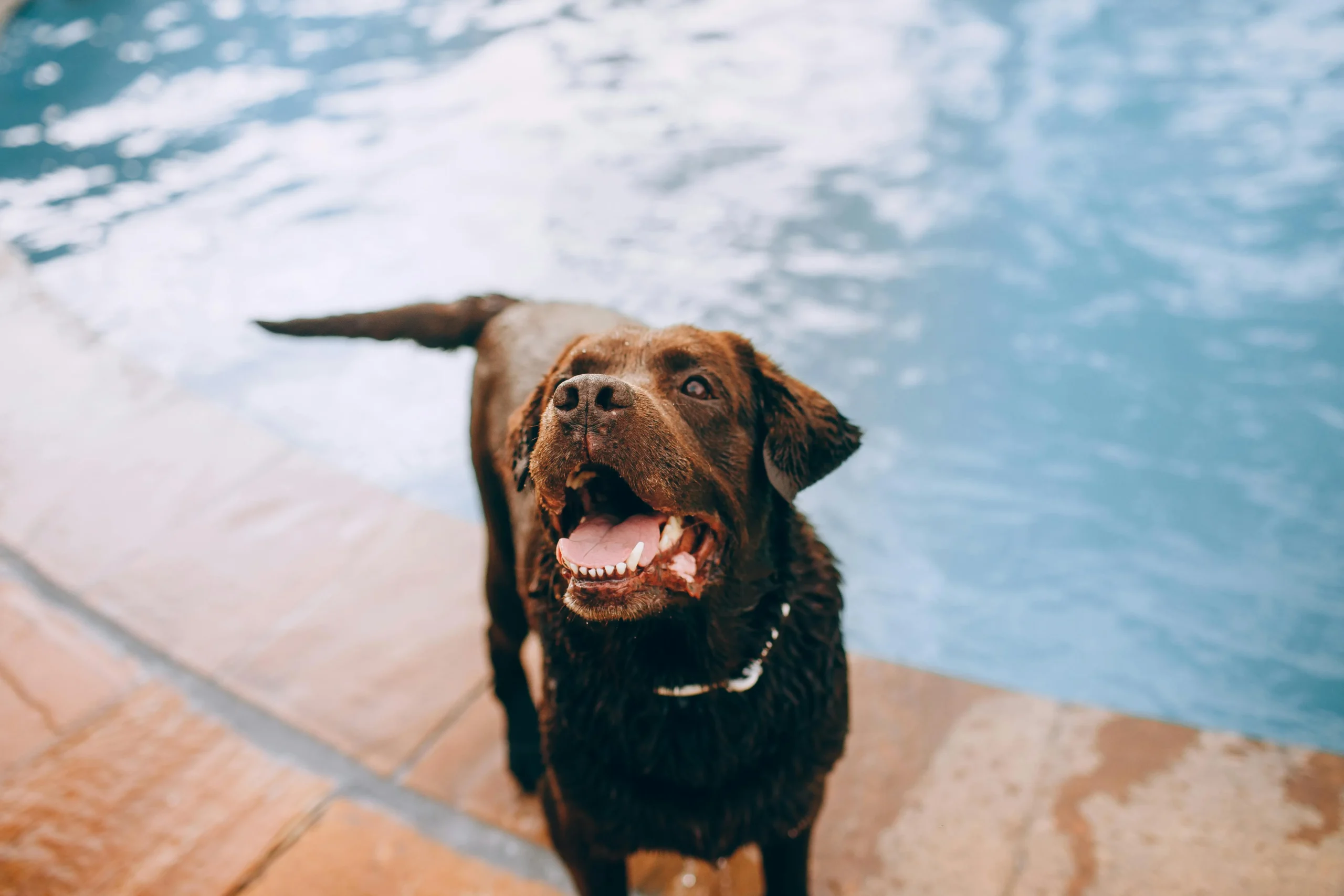 A chocolate Labrador retriever stands by the edge of a swimming pool.