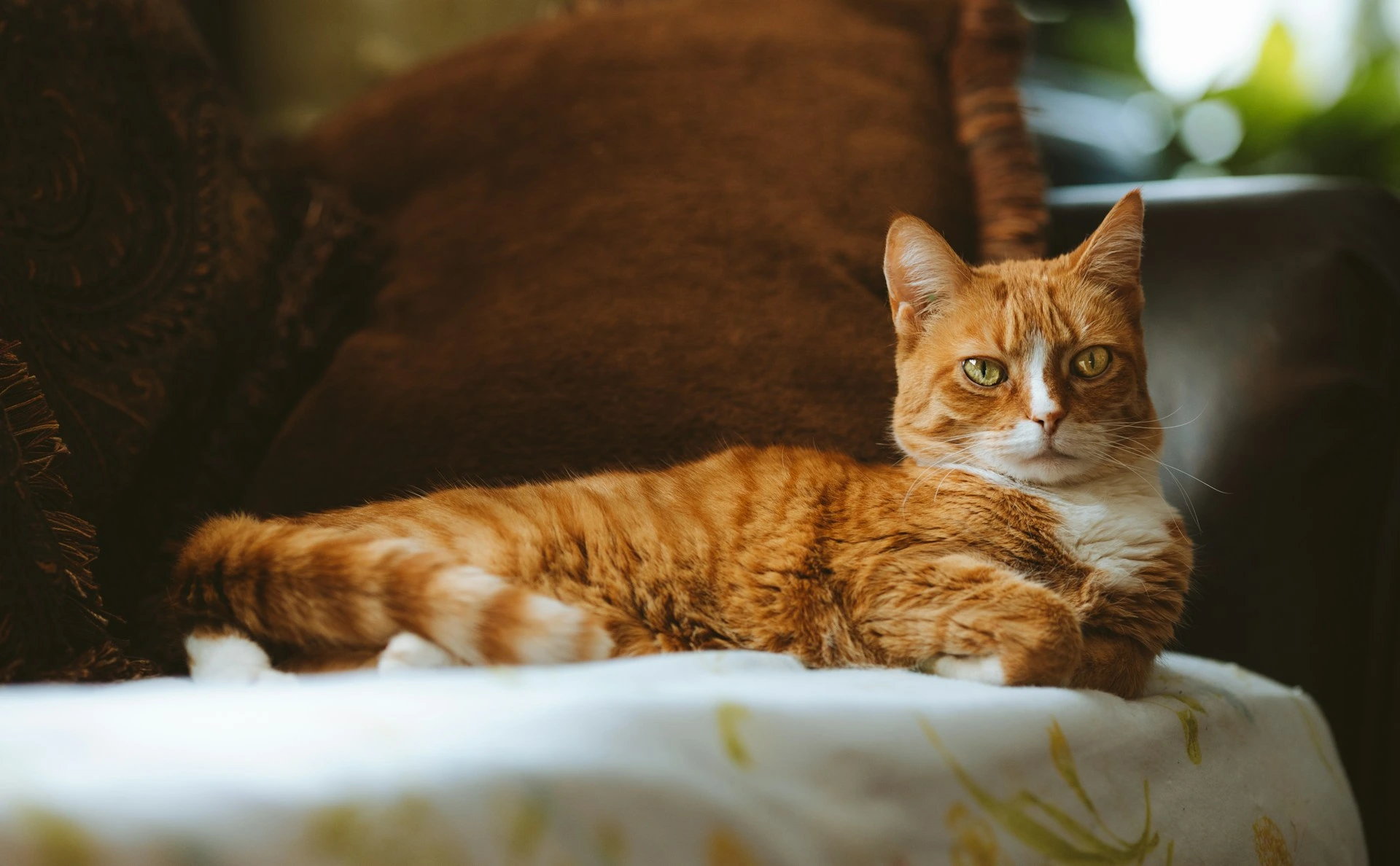An orange tabby cat lounges on a sofa.