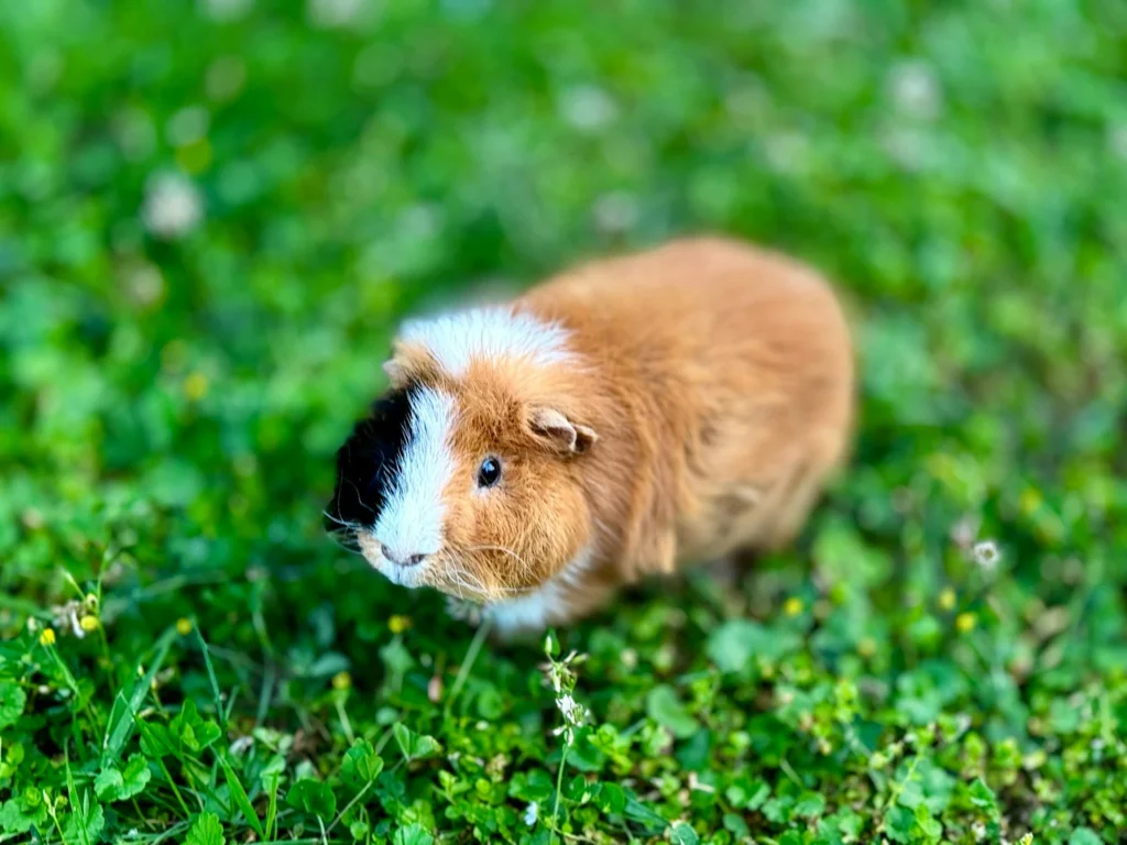 A brown guinea pig sits on a lush green lawn.