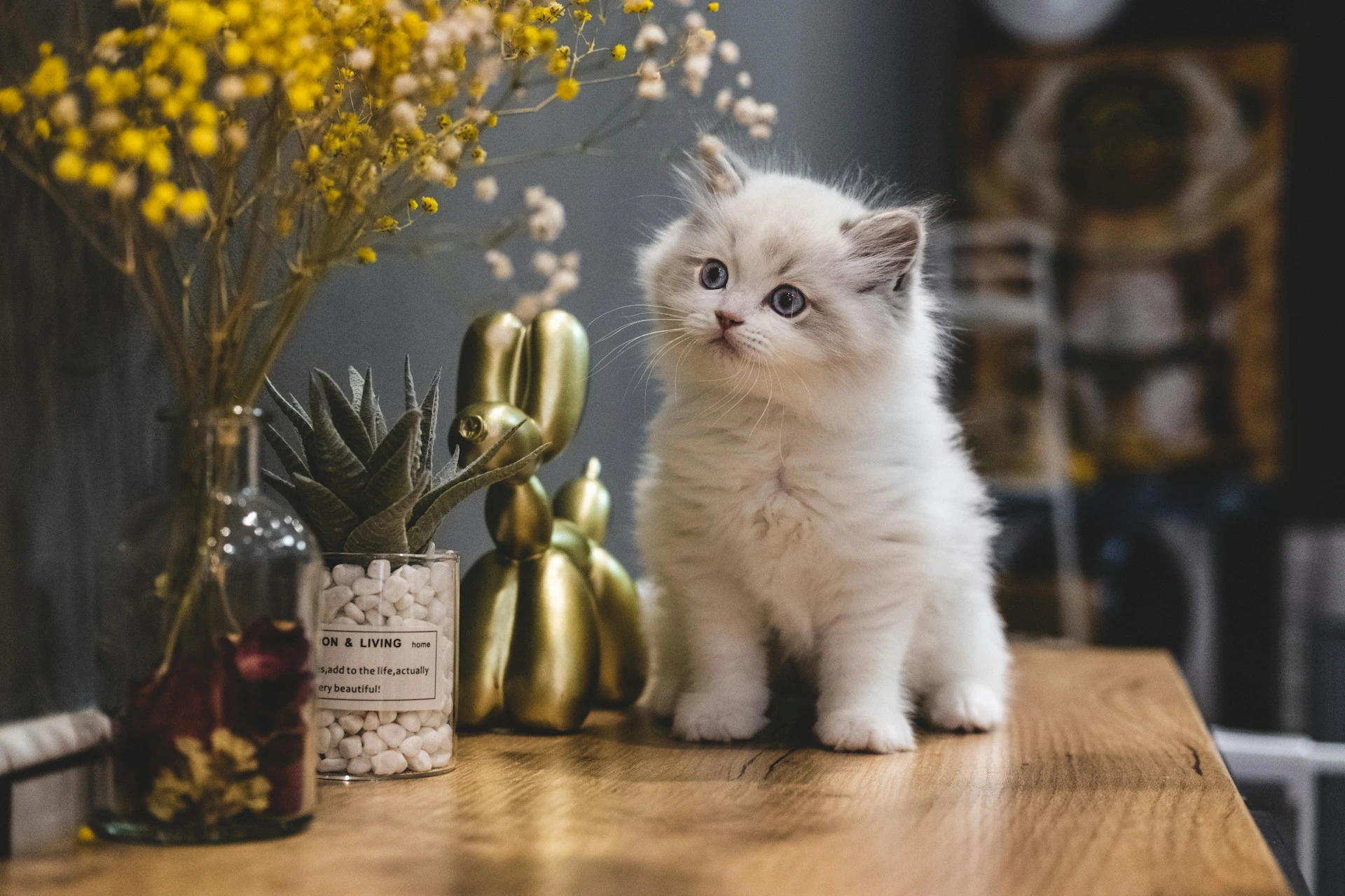 A white kitten sits on a wooden tabletop.