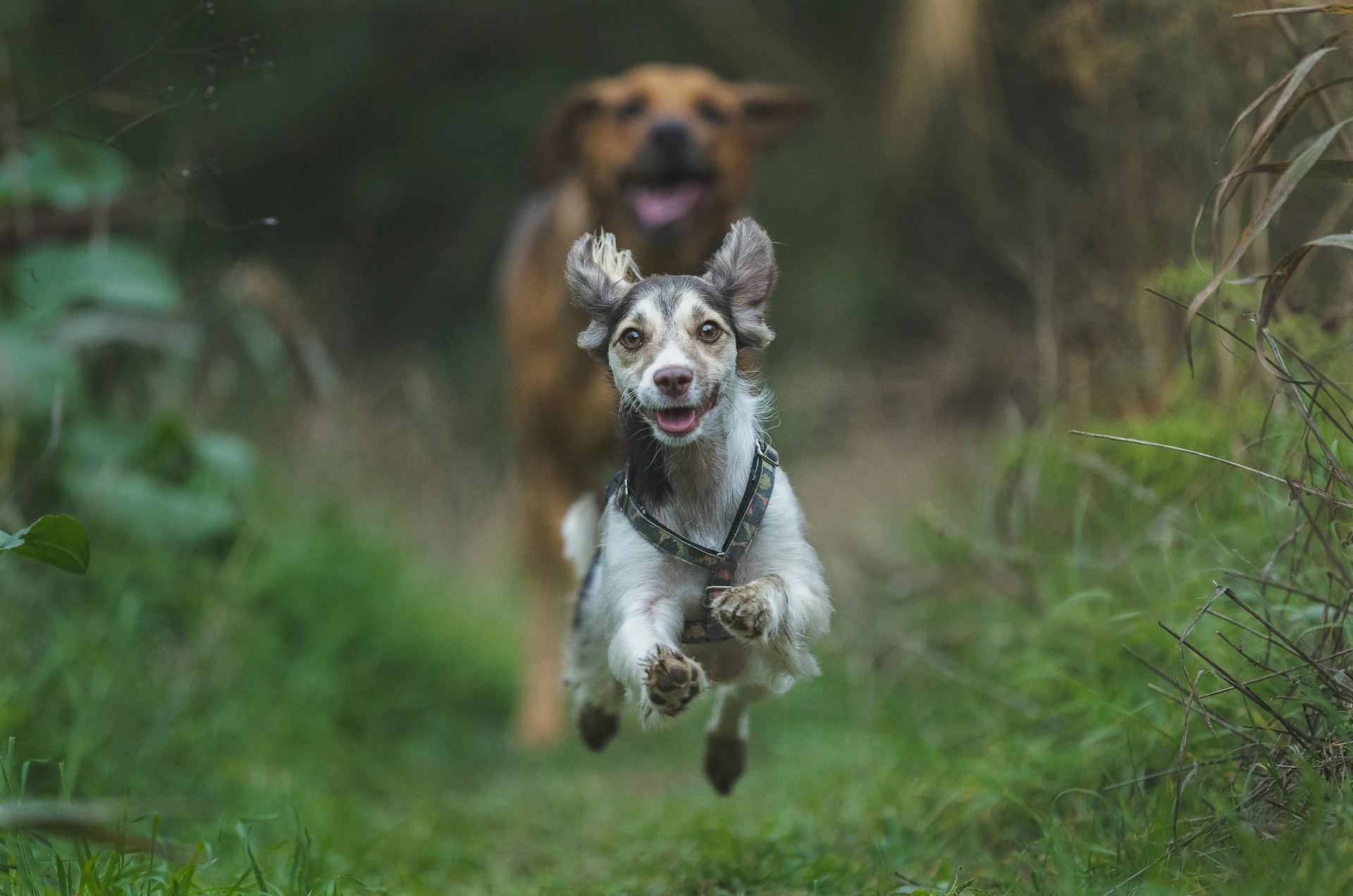 A dog leaps mid-air while running on a grassy path, with a larger golden dog running out of focus in the background.